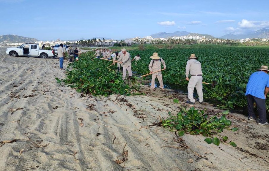 Trabajadores del Ayuntamiento retirando lirio acuatico en el estero