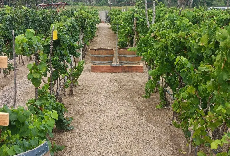 Vinícola en Todos Santos