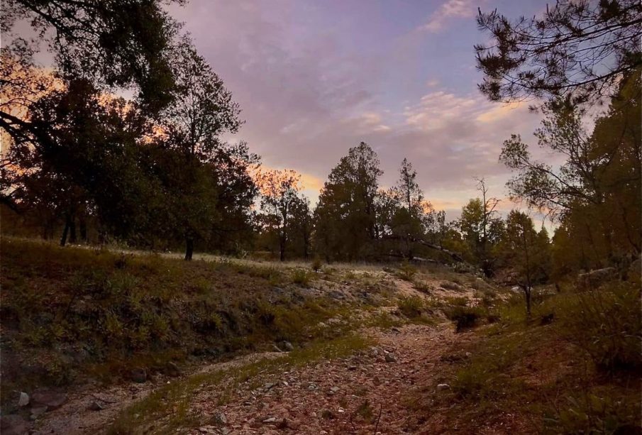 Bosque en BCS