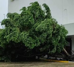 Árbol caído en el Centro Histórico de La Paz
