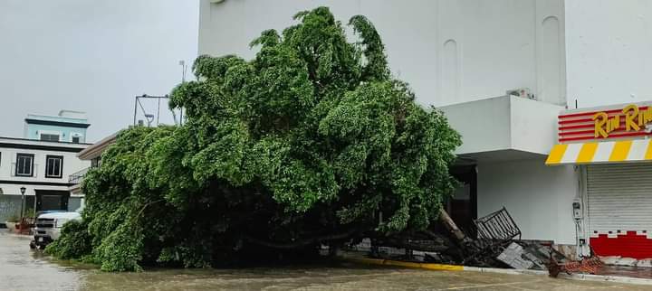 Árbol caído en el Centro Histórico de La Paz