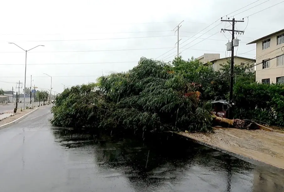 Árbol caído frente a viviendas