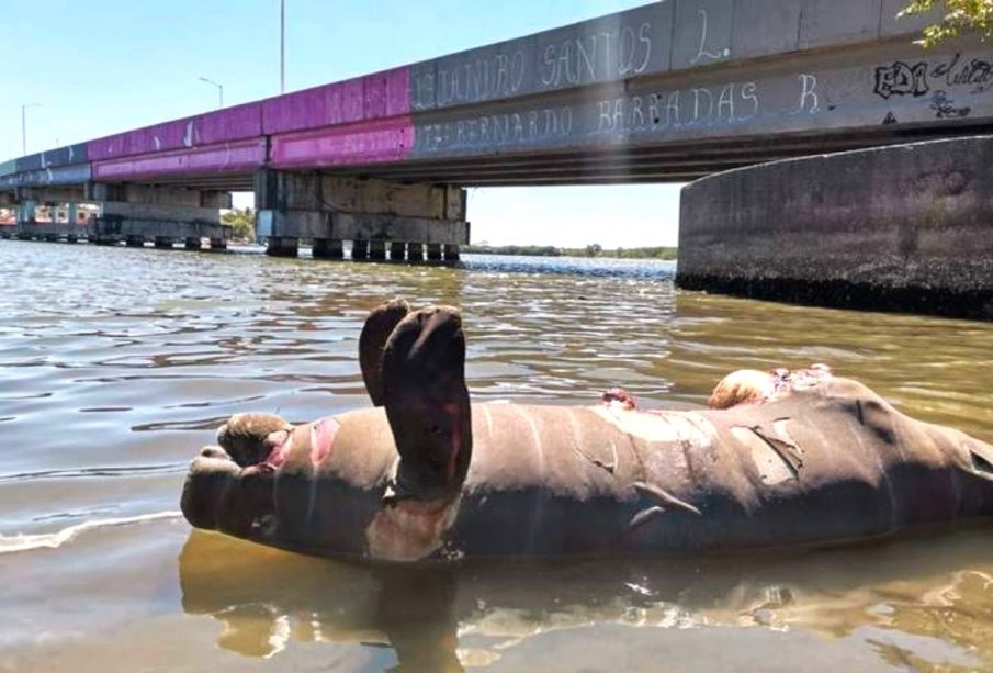 Delfín muerto en aguas de Amazonía