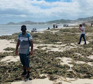 Playa de Los Cabos con residuos y lirio acuático