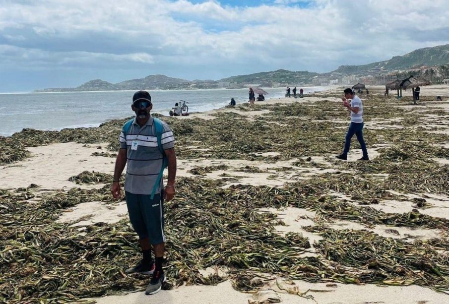 Playa de Los Cabos con residuos y lirio acuático