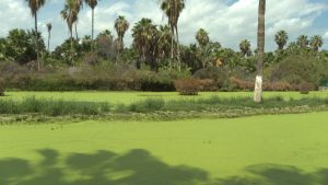 Estero de San José del Cabo