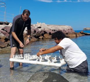 Personas trabajando en la restauración de corales