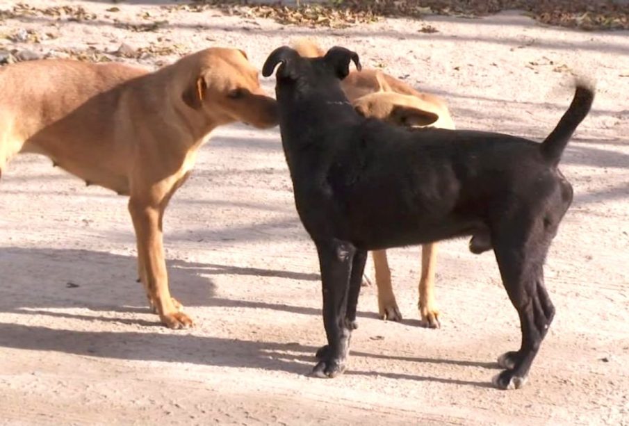 Perros callejeros en La Paz