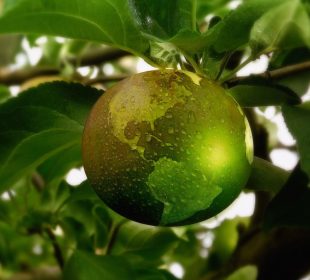 Fotografía ilustrativa de un planeta en un árbol