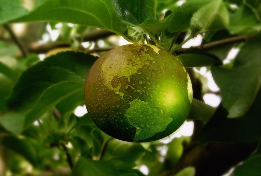 Fotografía ilustrativa de un planeta en un árbol