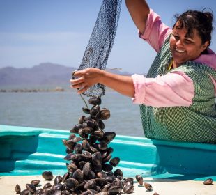 Mujeres lideran la acuacultura en BCS