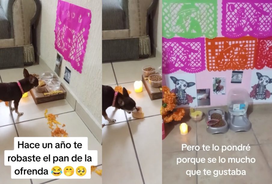 Perrito roba pan de ofrenda