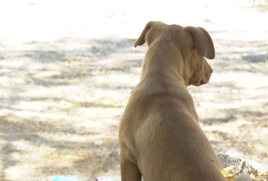 Perro sentado en la calle