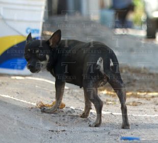 Perros en situación de calle preocupan a vecinos