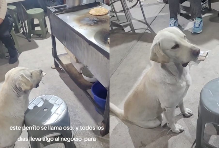 Oso, perrito viral