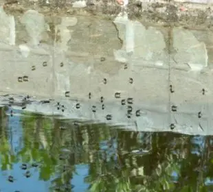 Mosquitos del Dengue