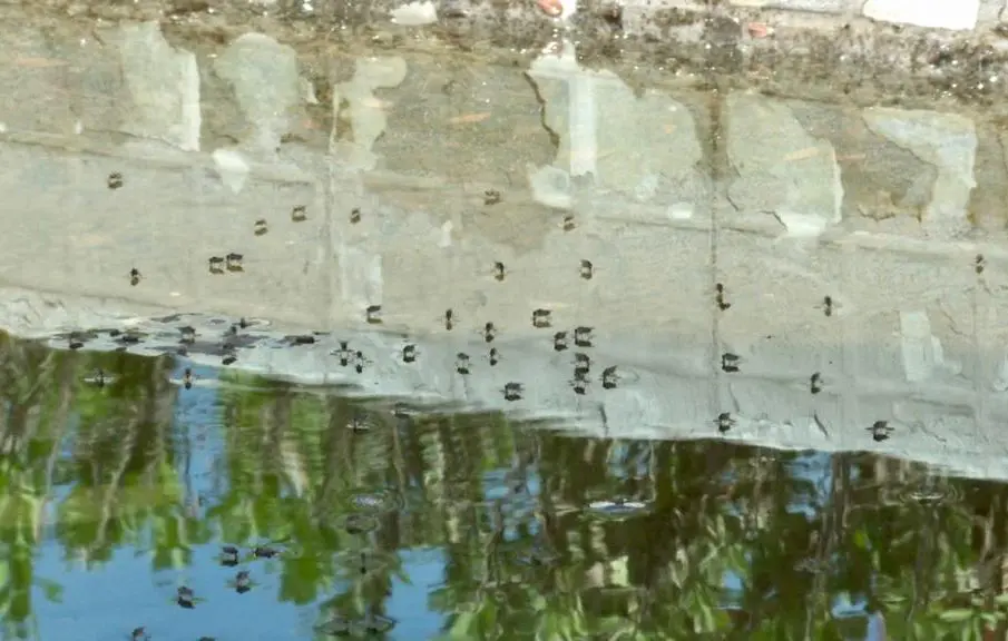 Mosquitos del Dengue