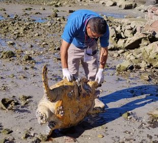 Tortuga marina muerta