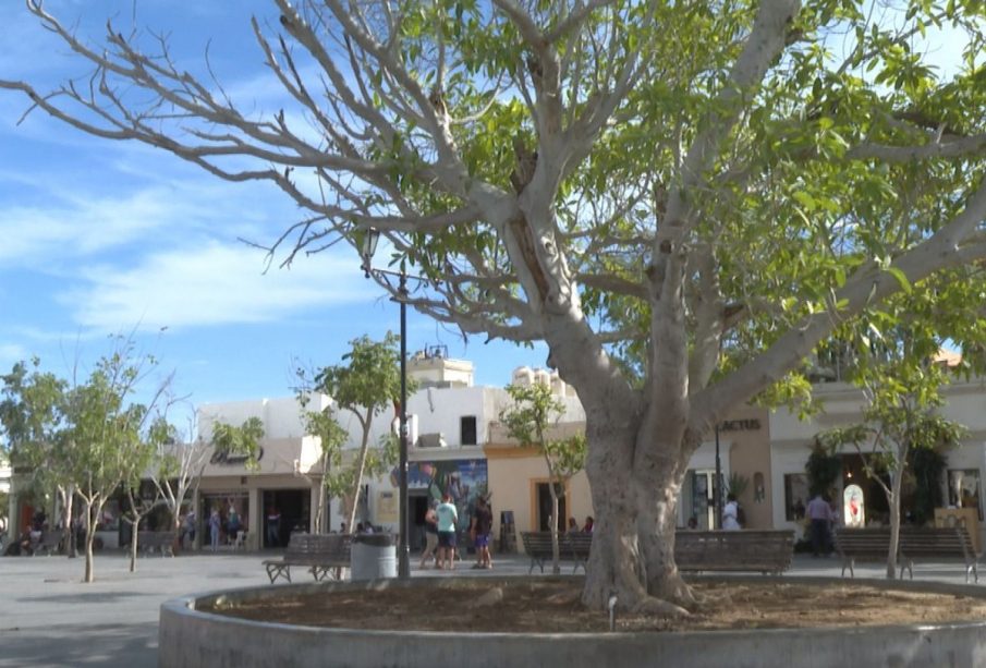 Árbol de higo en la plaza Antonio Mijares