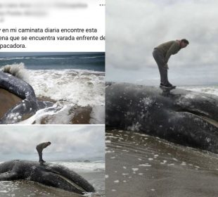 Ballena muerta en San Francisco