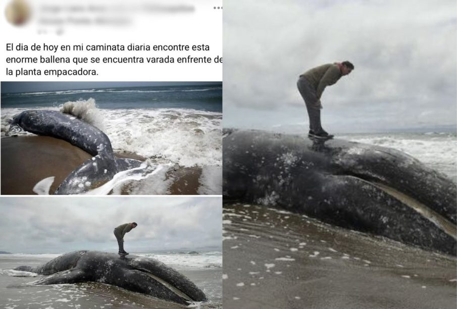 Ballena muerta en San Francisco