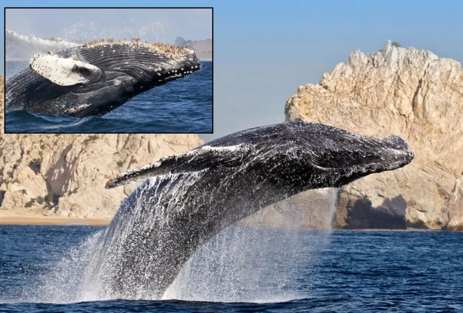 Ballenas
