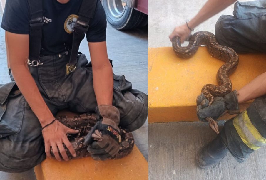 Bombero sosteniendo boa