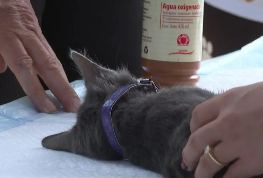 Gatito dormido por esterelización