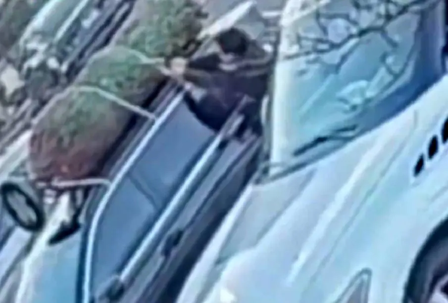 Hombre robando de camionera árbol de navidad