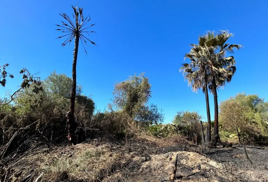 Responsables de incendios en Todos Santos