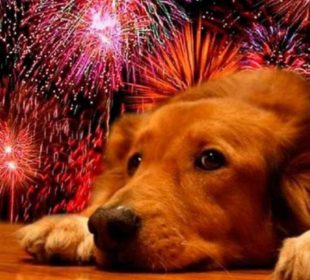 Pese a iluminar las festividades, la pirotecnia es una amenaza para los animales de compañía.