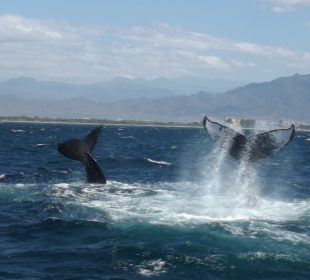 Entre diciembre y marzo se da la temporada de avistamiento de ballenas en Puerto Vallarta