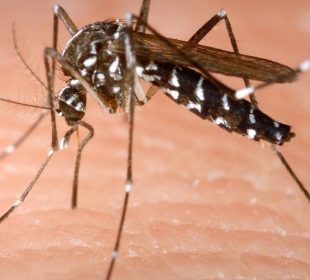 El mayor porcentaje de dengue en BCS está en Los Cabos