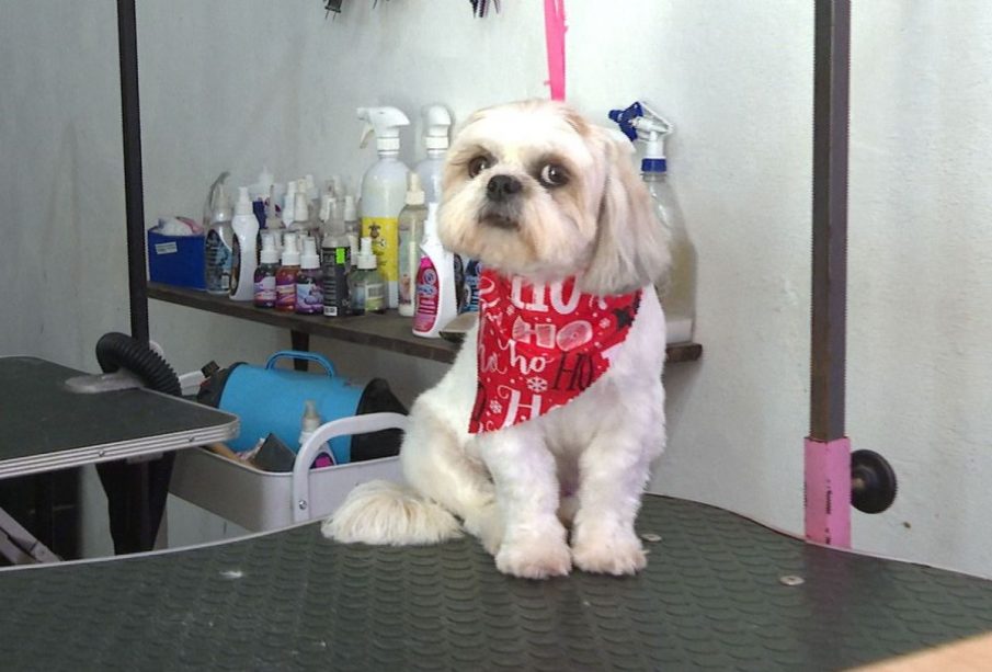 Perrito en estética canina