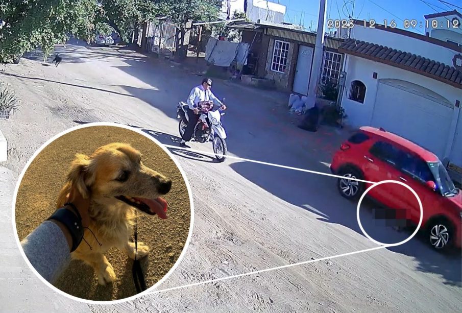 Perro atropellado en Cabo San Lucas