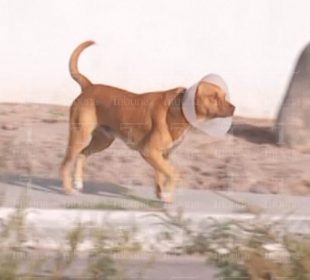 Perro caminando en la calle