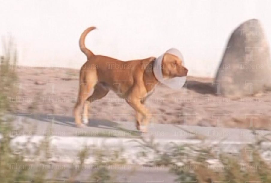 Perro caminando en la calle