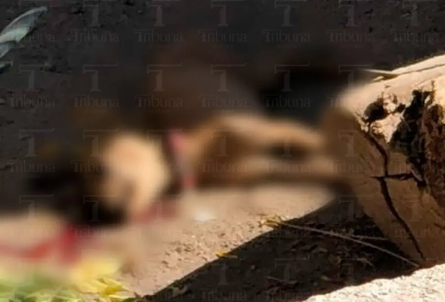 Perro muerto