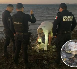 Policías municipales levantando tortuga muerta