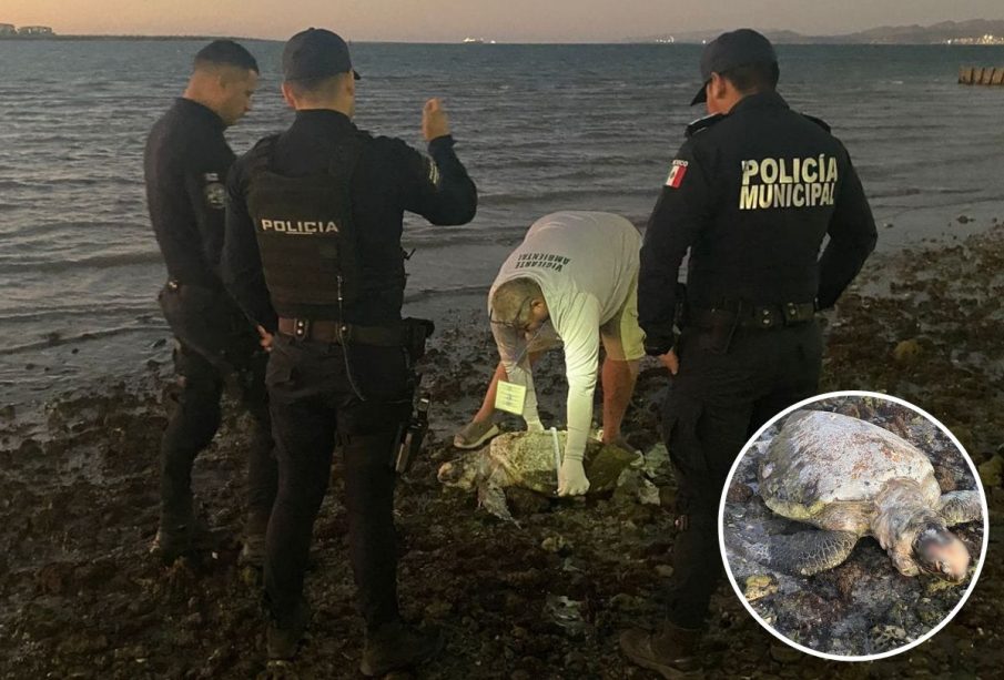 Policías municipales levantando tortuga muerta