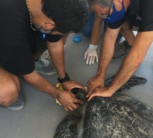 Organización ambientalista rescata 15 animales marinos en La paz al año