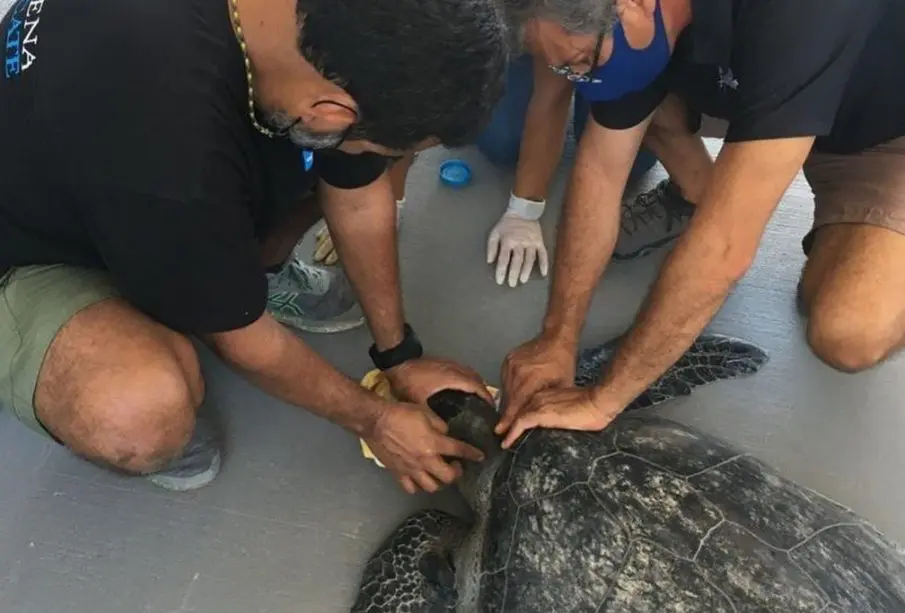 Organización ambientalista rescata 15 animales marinos en La paz al año
