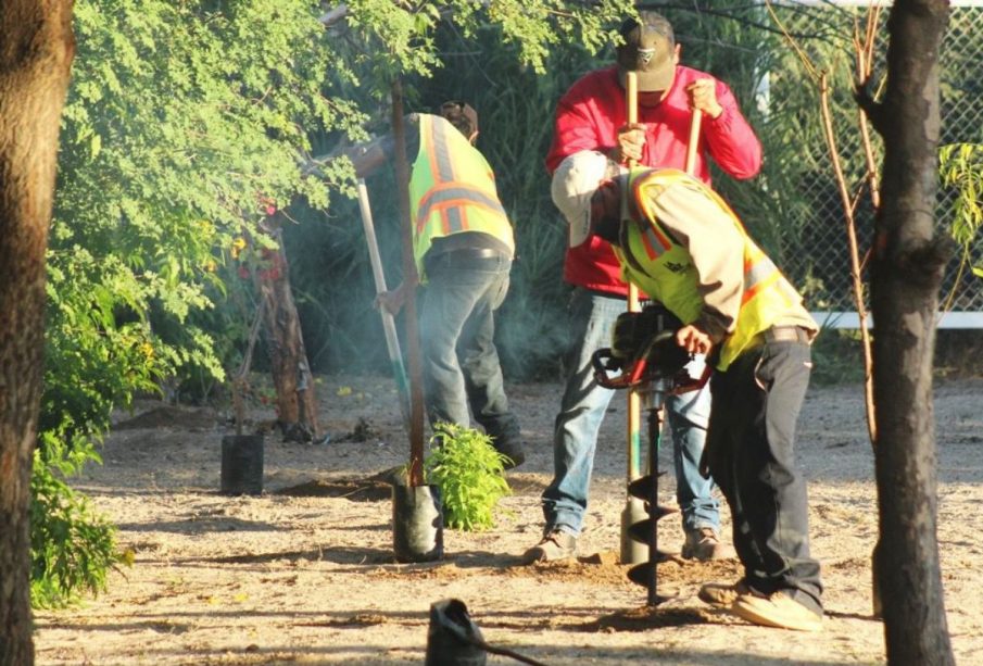 Servicios públicos reforestando árboles