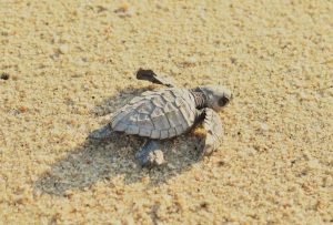 Tortuga marina en playa