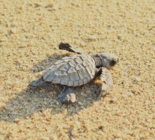 Tortuga marina en playa