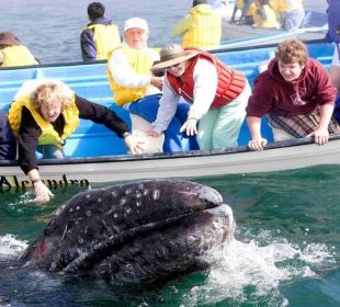 Turistas viendo ballena gris