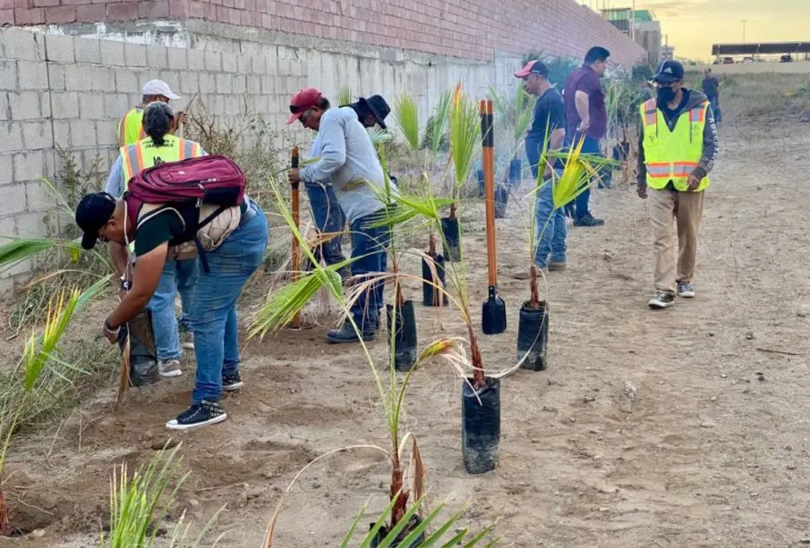 Vecinos de El Palmar II reforestando parque