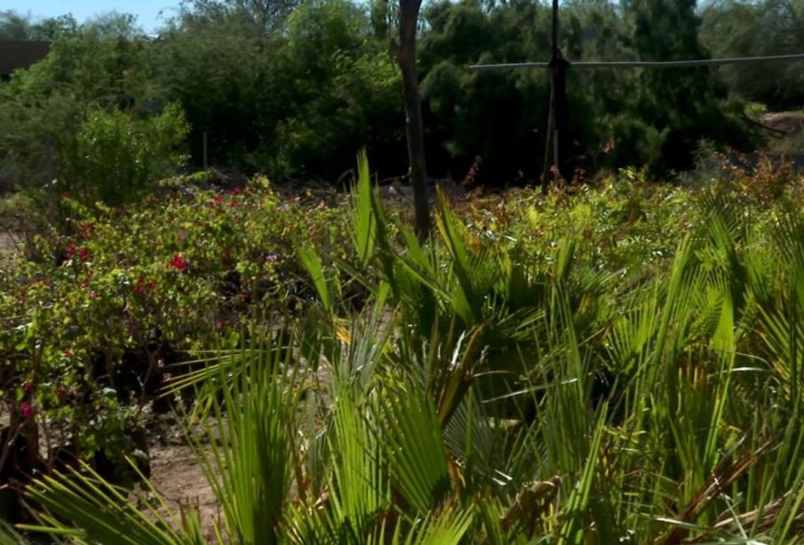 árboles en parques de La Paz