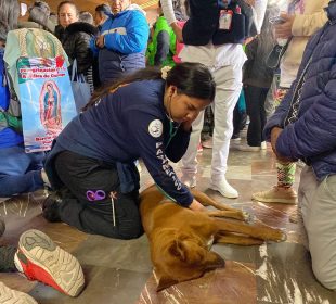 Enfermera auxiliando a perro desmayado