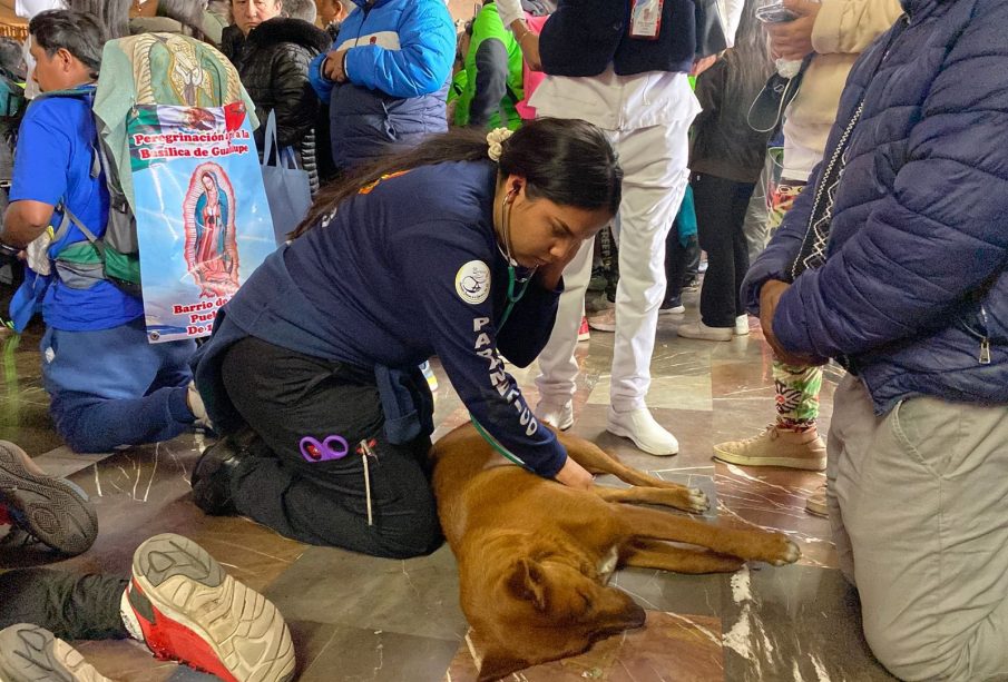 Enfermera auxiliando a perro desmayado